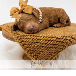 Yertle - Red  female Goldendoodle puppy in State Road, North Carolina from Must Love Doodles