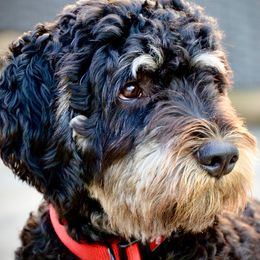 Bernedoodle All Grown Up from Sweetheart Doodles