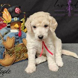 Apple - Cream female Poodle puppy in Mancelona, Michigan from Lavender poodles & doodles