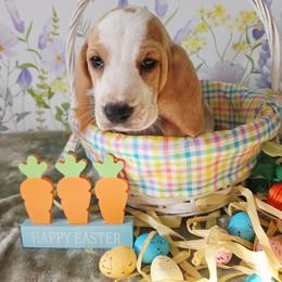 Odette - Lemon and white female Basset Hound puppy in Bellaire, Ohio from Blessed Bassets