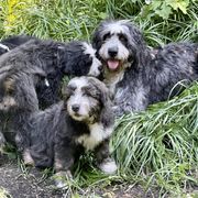 Barbado da Terceira Puppies from New World Barbado da Terceira