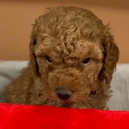 Pink girl - Red  female Poodle puppy in Nacogdoches, Texas from BA Mini Poodles
