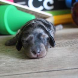 Emma - Dapple female Dachshund puppy in Pace, Florida from Shoebox Doxie’s