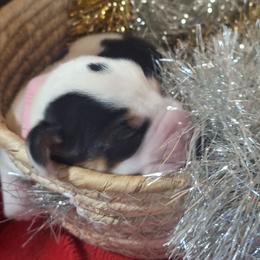 Snow Flake (Pink) - Black white and brown female Basset Hound puppy in Carbondale, Kansas from Dream Weavers Basset Hounds