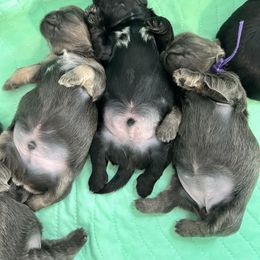 Shih Tzu Puppies from LaDawn’s Little Lions