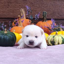 Frosty - Cream male Shiba Inu puppy in Clayton, Illinois from Adorable-Puppies