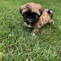 Mary - Brindle and white female Shih Tzu puppy in Fletcher, North Carolina from Shihtzu_NC