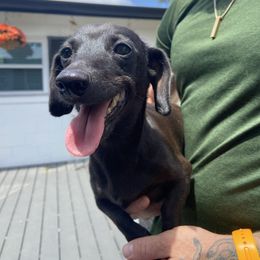 Twinkle Beyoncé - Dachshund