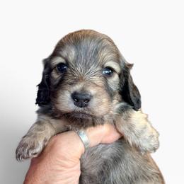 Shaded Cream Male - Cream male Dachshund puppy in Medina, Ohio from STORIED DOXIES