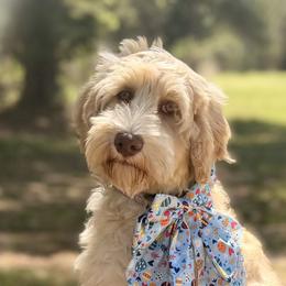 Sophie - Caramel female Australian Labradoodle puppy in Hartshorne, Oklahoma from Jena Edmond