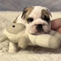 Bulldog Puppies from Sweet Rolls