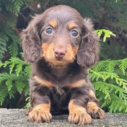 Tosca - Chocolate and tan female Dachshund puppy in Steele, Alabama from Taylored Dachshunds
