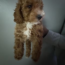 Nina - Apricot female Poodle puppy in New York, New York from Tyndaleia Watson