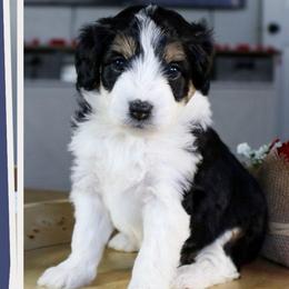 Duchess - Black tri-color female Aussiedoodle puppy in Salem, Utah from Go West Mini Aussies