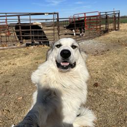 Trooper - Great Pyrenees
