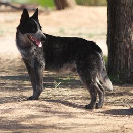 Dipper (AKC) - Australian Cattle Dog