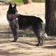Dipper (AKC)