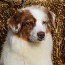 Mazzi - Australian Shepherd