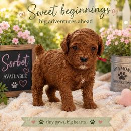 Sorbet - Red female Cavapoo puppy in South Jordan, Utah from Diamond Companions