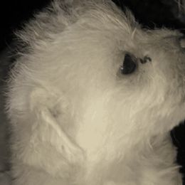 Bichon Frises and Companion Crosses from Kathy Ballard Maltese Bichon mixes