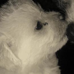 Bichon Frises and Companion Crosses from Kathy Ballard Maltese Bichon mixes