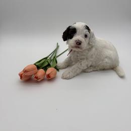 Lyric - Black and chalk female Australian Labradoodle puppy in Denton, Texas from Dignity Labradoodles