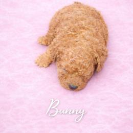 Bunny - Buff female Cockapoo puppy in Connersville, Indiana from MoonShine Babies