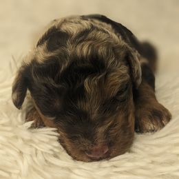 Brittany - Chocolate merle female Bernedoodle puppy in St. George, Utah from Southern Utah Doodles & Poodles