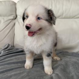 Bailey - Blue merle male Australian Shepherd puppy in Ohio from Fetchington Run Australian Shepherds