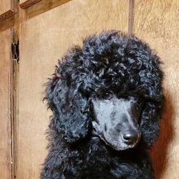 Poodle Puppies from Artista Poodles