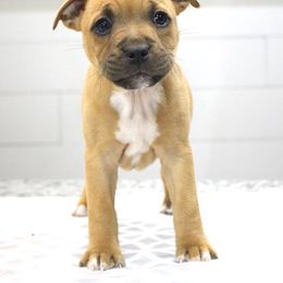 Staffordshire Bull Terrier and American Staffordshire Terrier  Puppies from Irresistibull Staffords