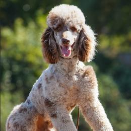 Allastor - Poodle