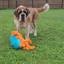 Pumba - Saint Bernard