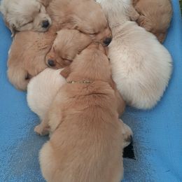 Golden Retriever Puppies from Hunnydew Goldens