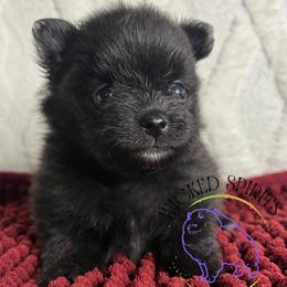 HOLD AKC WEDNESDAY - Black female Pomeranian puppy in Watkins Glen, New York from Wicked Spirits Pomeranians