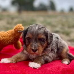 Hurricane - Blue merle male Aussiedoodle puppy in Larimer County, Colorado from Puppy Love Doodles