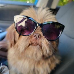 My Muffin Man - Chocolate male Shih Tzu puppy in Cartersville, Georgia from 100 Acre Woods Shih Tzu Plantation