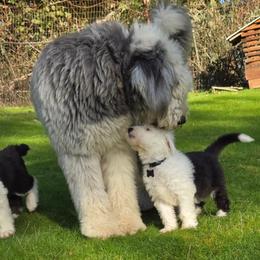 Claire - Old English Sheepdog