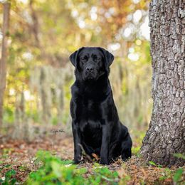 Boy 2 - Black male Labrador Retriever puppy in Plant City, Florida from BAK Forty Ranch