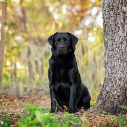 Boy 2 - Black male Labrador Retriever puppy in Plant City, Florida from BAK Forty Ranch