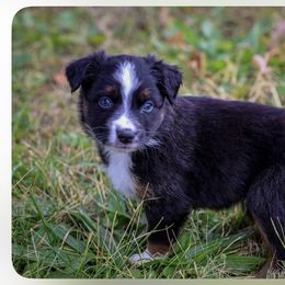 Bud - Black tri-color male Australian Shepherd puppy in Niles, Michigan from Tara's Australian Shepherds