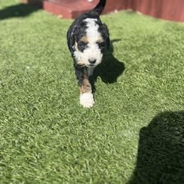 Bernedoodle Puppies from SoCal Bernedoodles