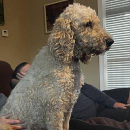 Sasha - Goldendoodle