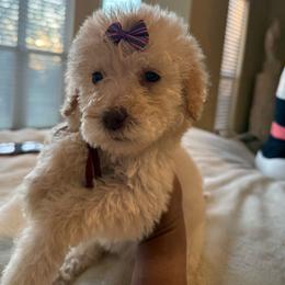 Miss. Dream - Cream female Poodle puppy in Midlothian, Texas from Pristine Puppies & Signature Studs