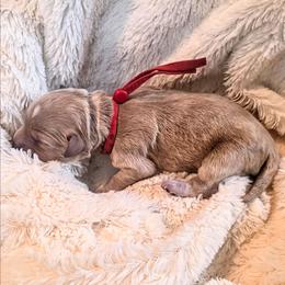 Sawyer - Apricot male Cavapoo puppy in Gunnison, Utah from Curls and Camo Pups