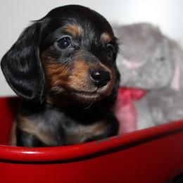 Girl 4 - Black and tan female Dachshund puppy in Craig, Colorado from Rocky Mountain Shih Tzus and Dry Creek Miniature Dachshunds