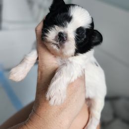 Mickey - Black and white Shih Tzu puppy in Port Charlotte, Florida from Chimera Shih Tzu SW Florida