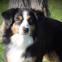 Miniature American Shepherds from 2k Kennels