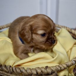 Blue - Pepsi - Ruby male Cavalier King Charles Spaniel puppy in Corpus Christi, Texas from Kings Cross Cavaliers