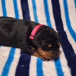 Amaya - Black and rust female Miniature Pinscher puppy in Grove, Oklahoma from K&J's Min Pins Of Grand Lake
